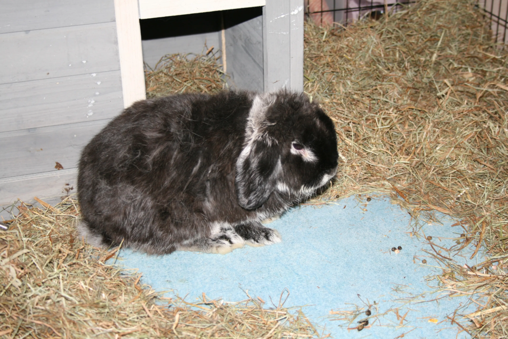 Le lapin oréo de l'EHPAD Le Félibrige